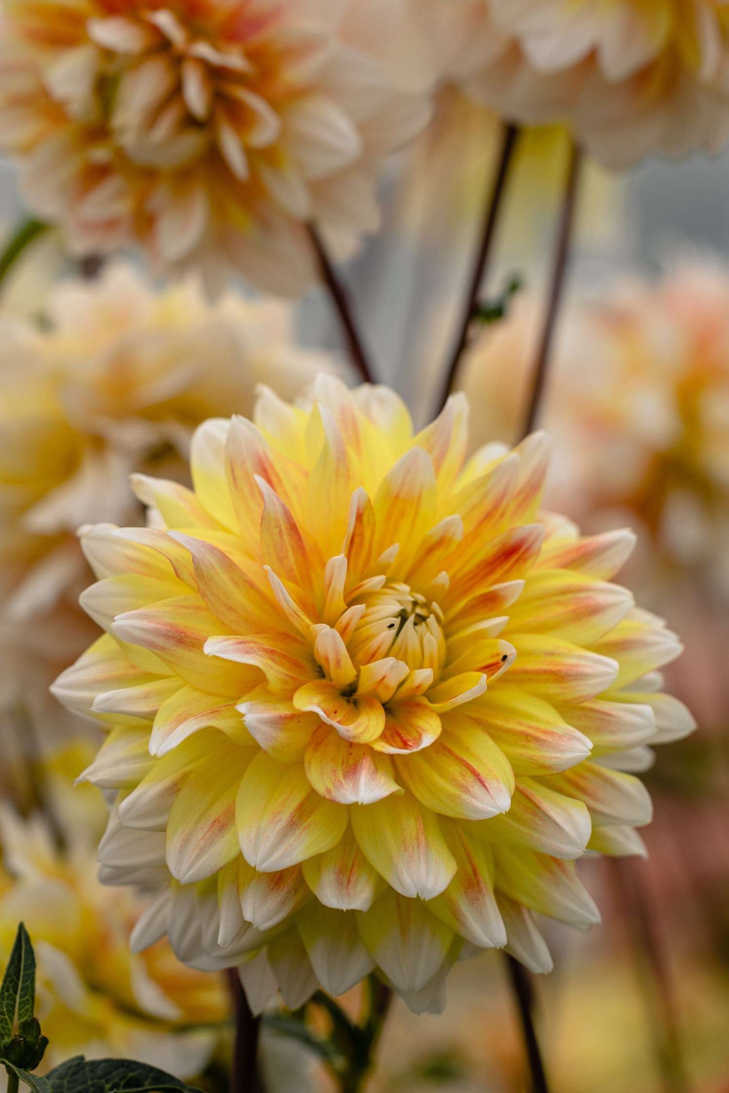 Daalia 'Peaches and Cream'
